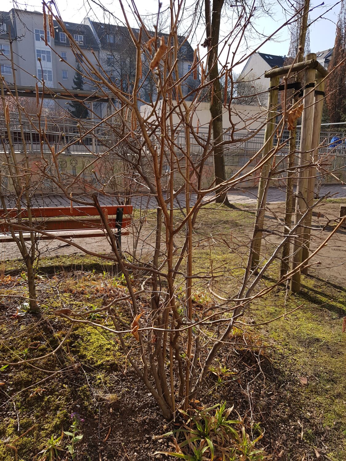 Foto eines Baumhasel-Baumes auf unserem Schulhof