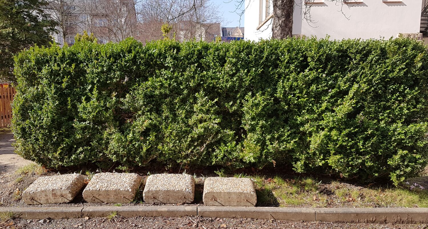 Foto einer Buchsbaumhecke auf unserem Schulhof. Das Foto wurde ende Februar aufgenommen,
            wo die Sonne schien. Es ist eine sehr dichte Hecke, mit kleinen grünen Blättern.