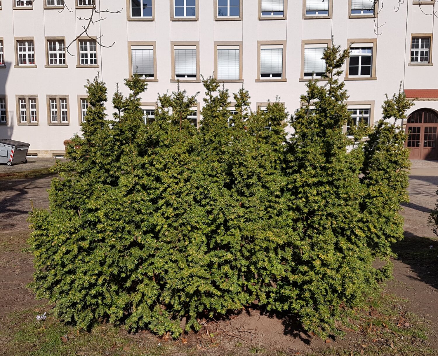 Foto von kleinen Eiben, die sehr dicht aneinader gepflanzt sind. Das Foto wurde ende Februar aufgenommen,
            wo die Sonne schien. Die Nadeln sind flach, kurz und grün. Im Hintergrund ist das Schulgebäude.