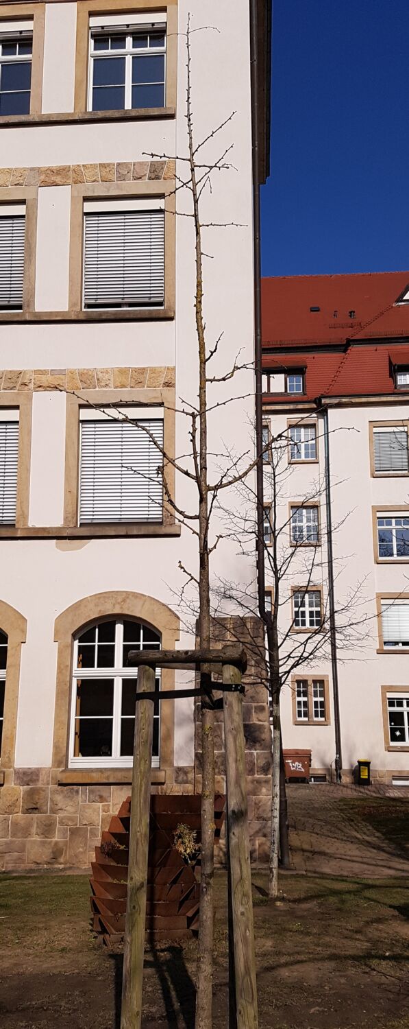 Foto von einem Ginkgobaum. Das Foto wurde ende Februar aufgenommen, wo die Sonne schien. Der Stamm hat einen sehr kleinen Durchmesser und wenig kleine Äste. Die Äste sind ohne Blätter. Im Hintergrund ist das Schulgebäude.