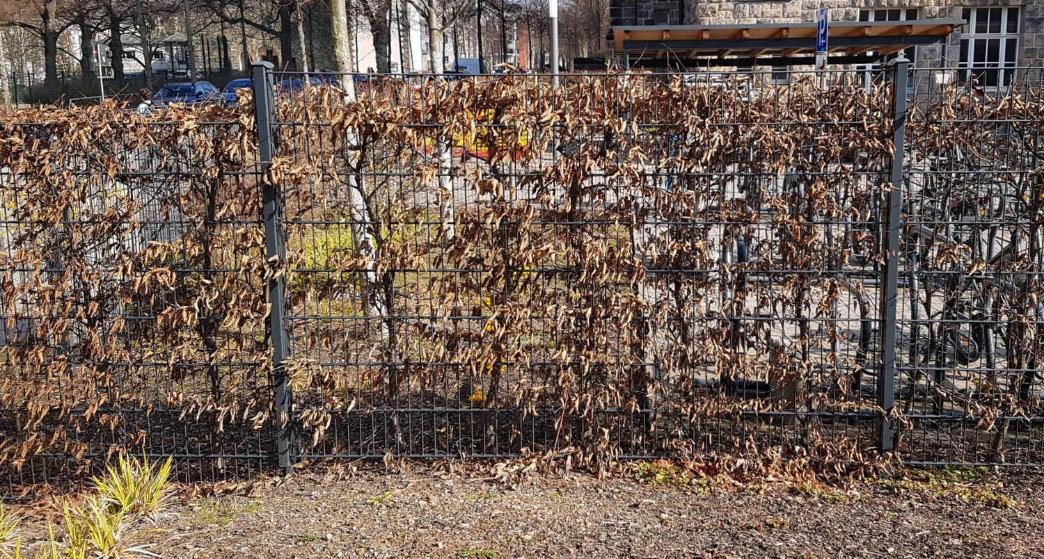 Foto einer Hainbuchenhecke. Das Foto wurde ende Februar aufgenommen, wo die Sonne schien.
            An der Hecke hängen verwecklte braune Blätter. Die Fahrradständer dahintert sind durch die Hecke erkennbar. Direkt vor der Hecke ist ein
            schwarzer Metallzaun. Im Hintergrund sind die Fahrradständer und die Schule, sowie die Straße und die Kirche.