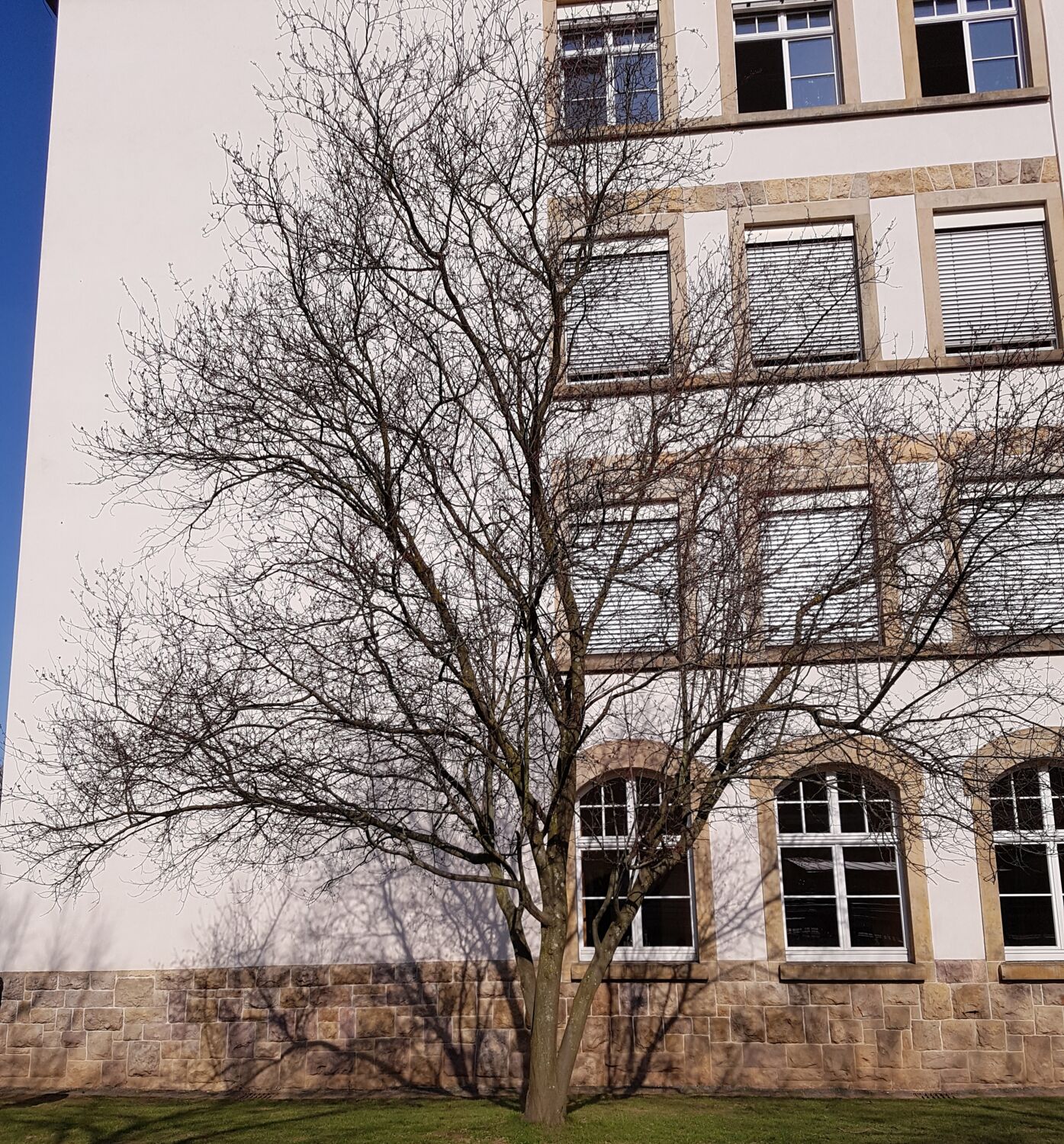 Foto eines Kirschpflaumebaumes. Das Foto wurde ende Februar aufgenommen, wo die Sonne schien.
            Ganz unten teilt sich der Stamm in drei Stämme. Der Baum hat eine hohe und breite pyramiden ähnliche Baumkrone. Die Äste sind ohne Blätter.
            Hinter dem Baum ist das Schulgebäude.