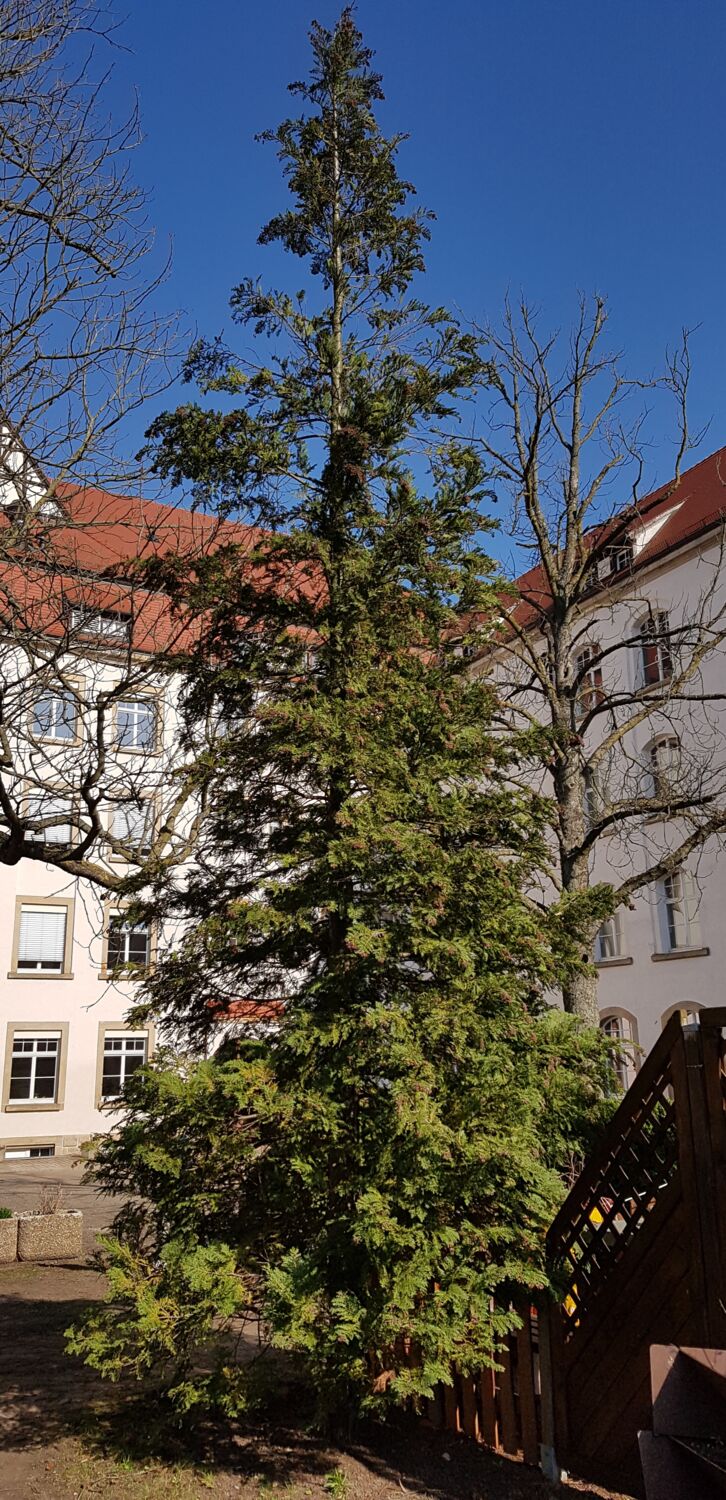 Foto eines hohen Lebensbaum. Das Foto wurde ende Februar aufgenommen, wo die Sonne schien.
            Der Baum ist kegelförmig gewachsen. Die Nadeln sind schuppenartig und grün. Dahinter ist die Schule und rechts unten der Holzzaun,
            der die Bienenstöcke einzäunt.