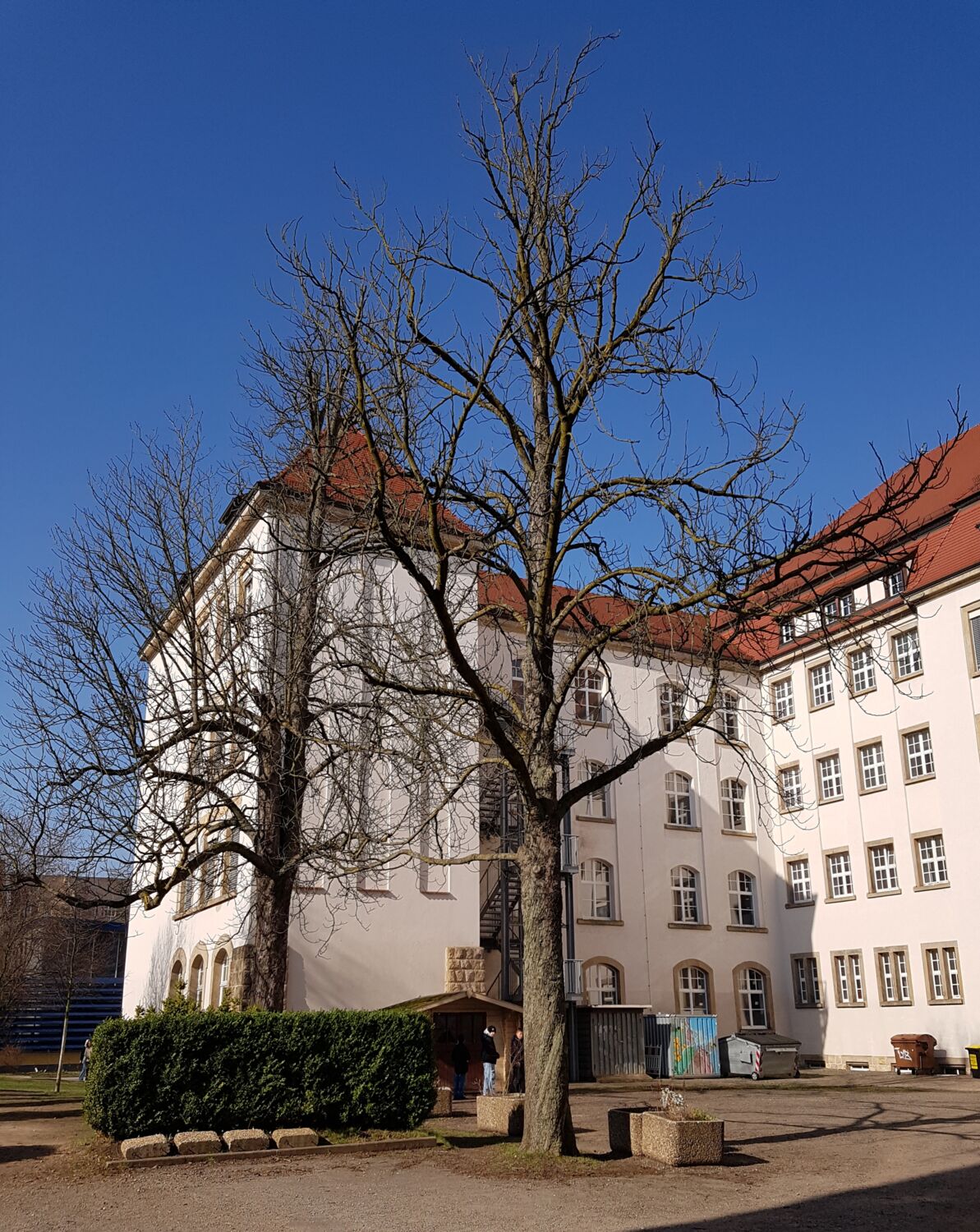 Foto von zwei Rosskastanien. Das Foto wurde ende Februar aufgenommen, wo die Sonne schien. Beide Bäume haben keine Blätter und sind hoch gewachsen. Sie stehen versetzt
            hinter einander. Das Schulgebäude sowie der blaue wolkenfreie Himmel sind im Hintergrund. Unten zwischen den beiden Bäumen ist die Buchsbaumhecke.