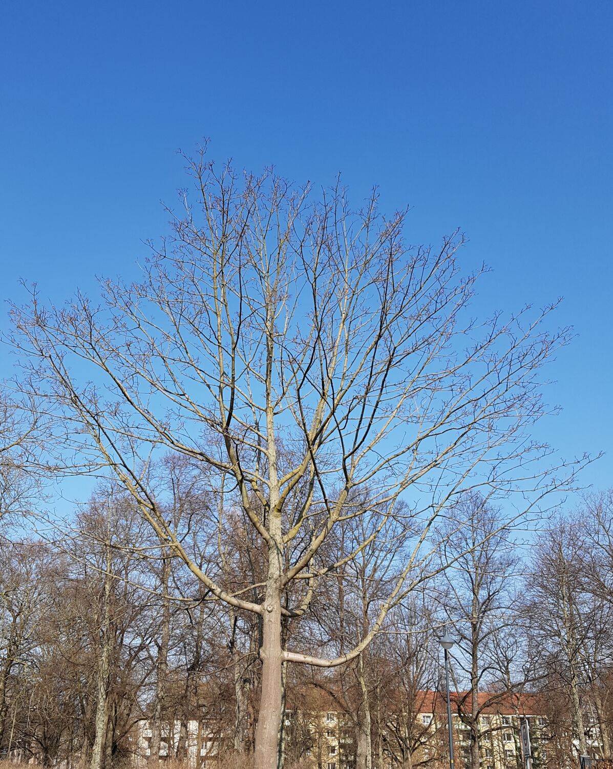  Foto eines Spitzahorns. Das Foto wurde ende Februar aufgenommen, wo die Sonne schien. Es ist nur die Baumkrone
            fotografiert. Die Äste wachsen nach oben und tragen keine Blätte. Im Hintergrund sind andere Baumkronen, von Bäumen aus dem Andre-Park, sowie der blaue wolkenfreie Himmel.