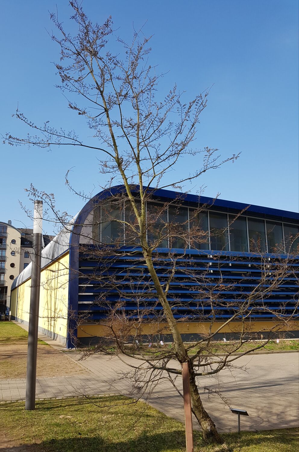 Foto einer nach links gewachsenen Südbuche. Das Foto wurde ende Februar aufgenommen, wo die Sonne schien.
           Die Äste fangen sehr weit unten an und tragen kleine Knospen. Rechts unten ist das Schild, das an den verstorben Schüler erinnert. Hinter dem Baum ist
           ein gepflasterter Weg und die Turnhalle.