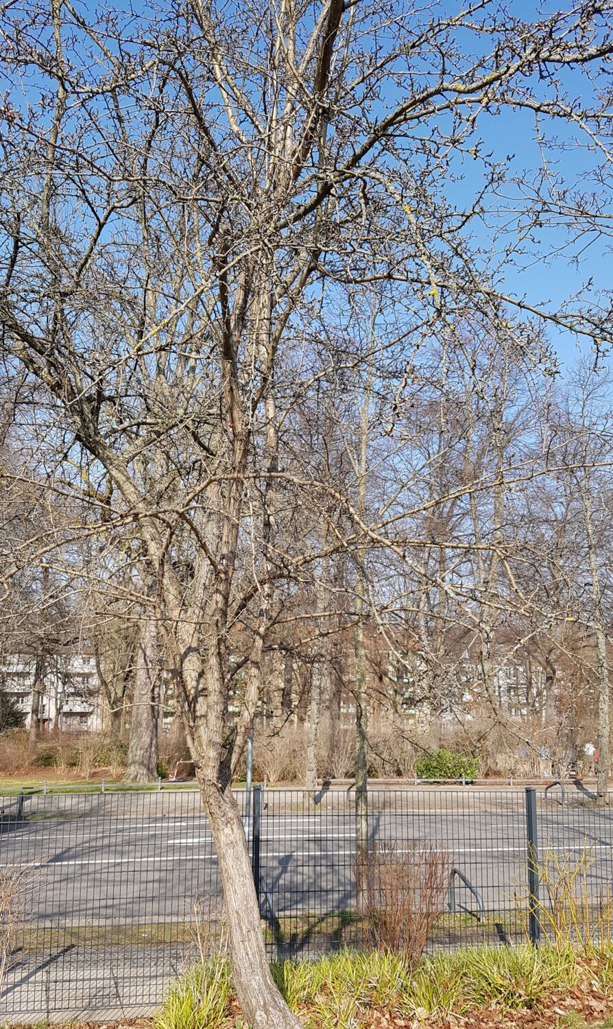 Foto eines Weißdornbäumes. Das Foto wurde ende Februar aufgenommen, wo die Sonne schien.
            Der Baum hat knöchige Äste, die keine Blätter tragen. Die Äste beginnen am Stamm bei einem Meter höhe. Hinter dem Baum ist der
            schwarze Metallzaun, die Straße und der Andre-Park.